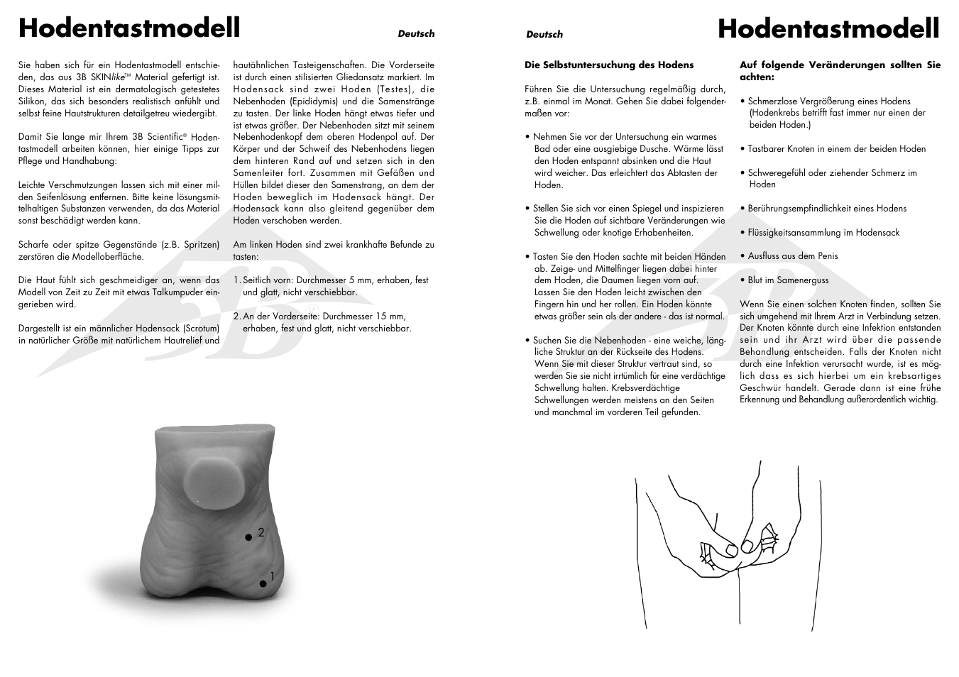 Hodentastmodell | 3B Scientific Testicle Model User Manual | Page 3 / 9