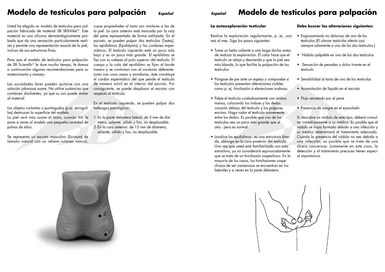 Modelo de testículos para palpación | 3B Scientific Testicle Model User Manual | Page 4 / 9