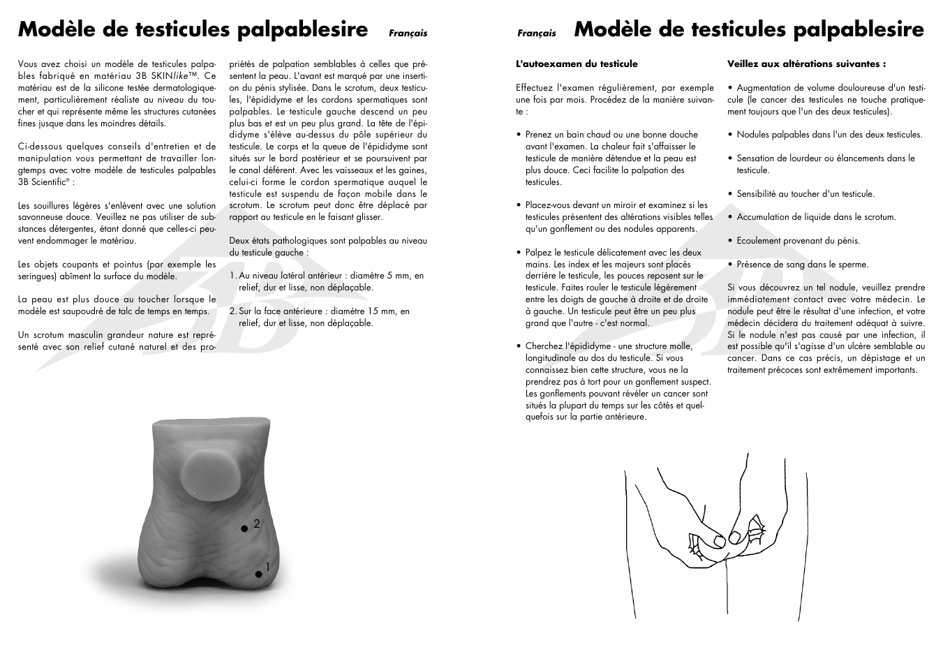Modèle de testicules palpablesire | 3B Scientific Testicle Model User Manual | Page 5 / 9