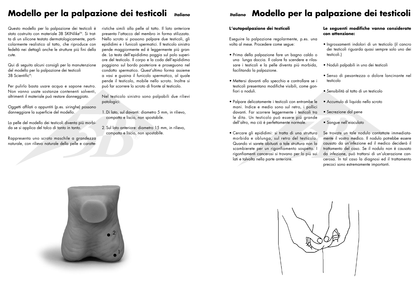 Modello per la palpazione dei testicoli | 3B Scientific Testicle Model User Manual | Page 7 / 9