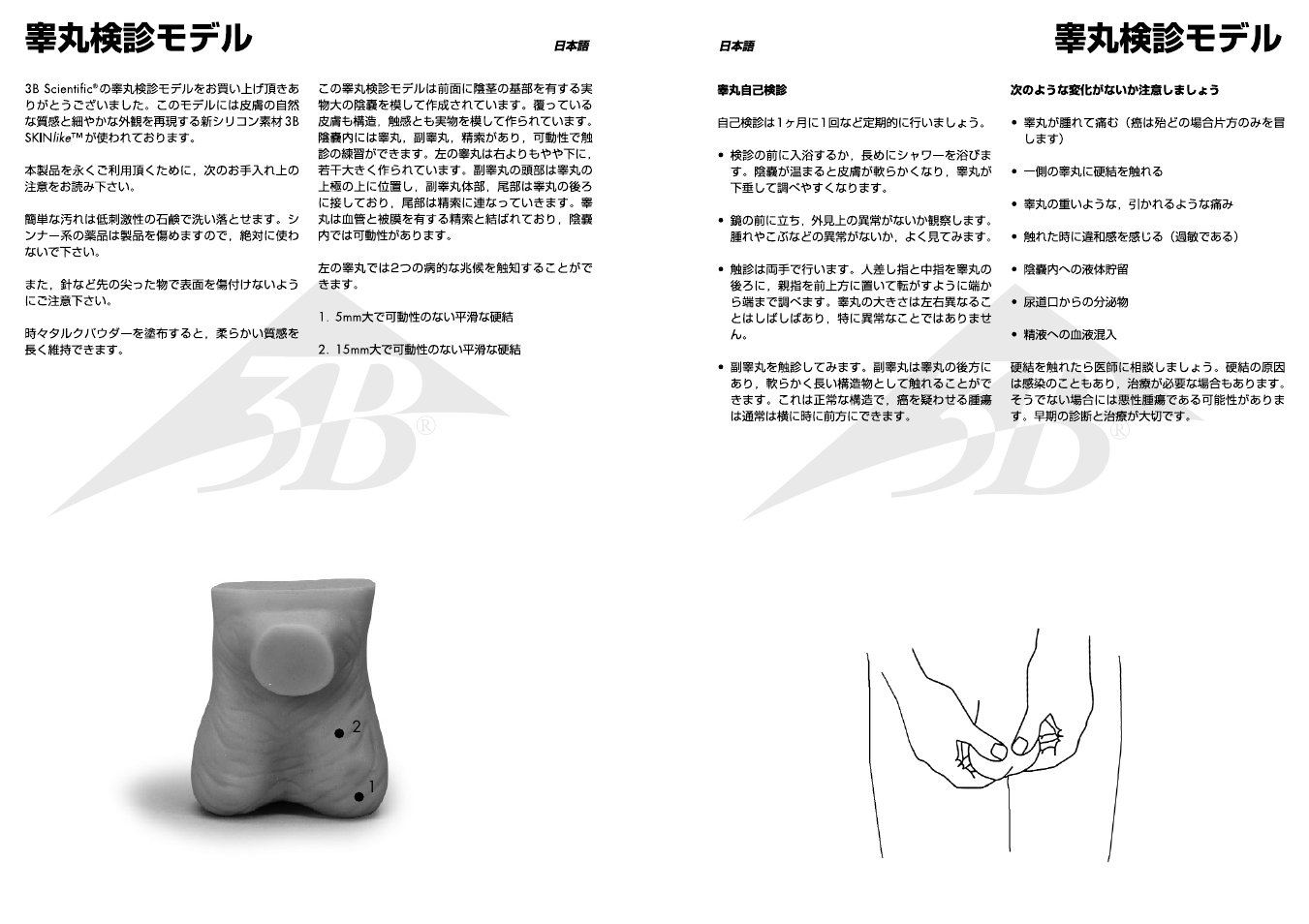 3B Scientific Testicle Model User Manual | Page 8 / 9