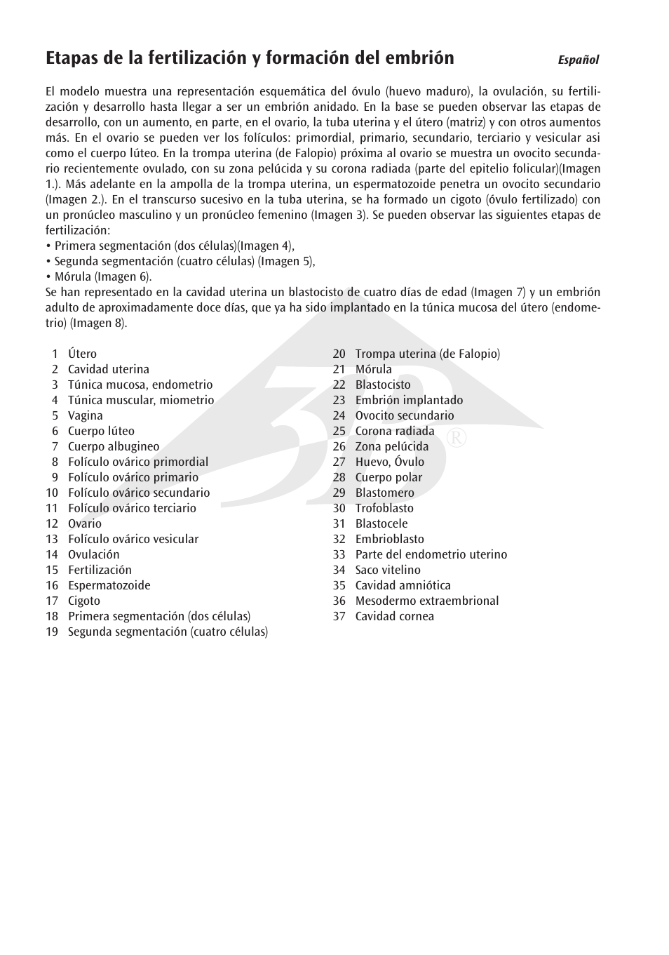 Etapas de la fertilización y formación del embrión | 3B Scientific Stages of Fertilization and of the Embryo- 2-times Magnification User Manual | Page 10 / 16