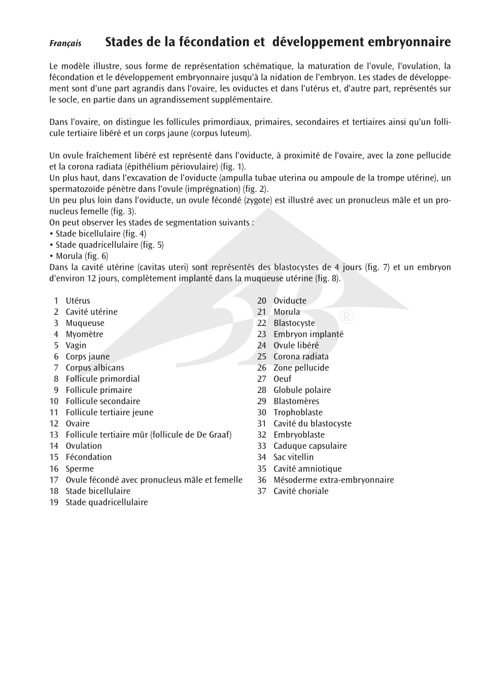 3B Scientific Stages of Fertilization and of the Embryo- 2-times Magnification User Manual | Page 11 / 16