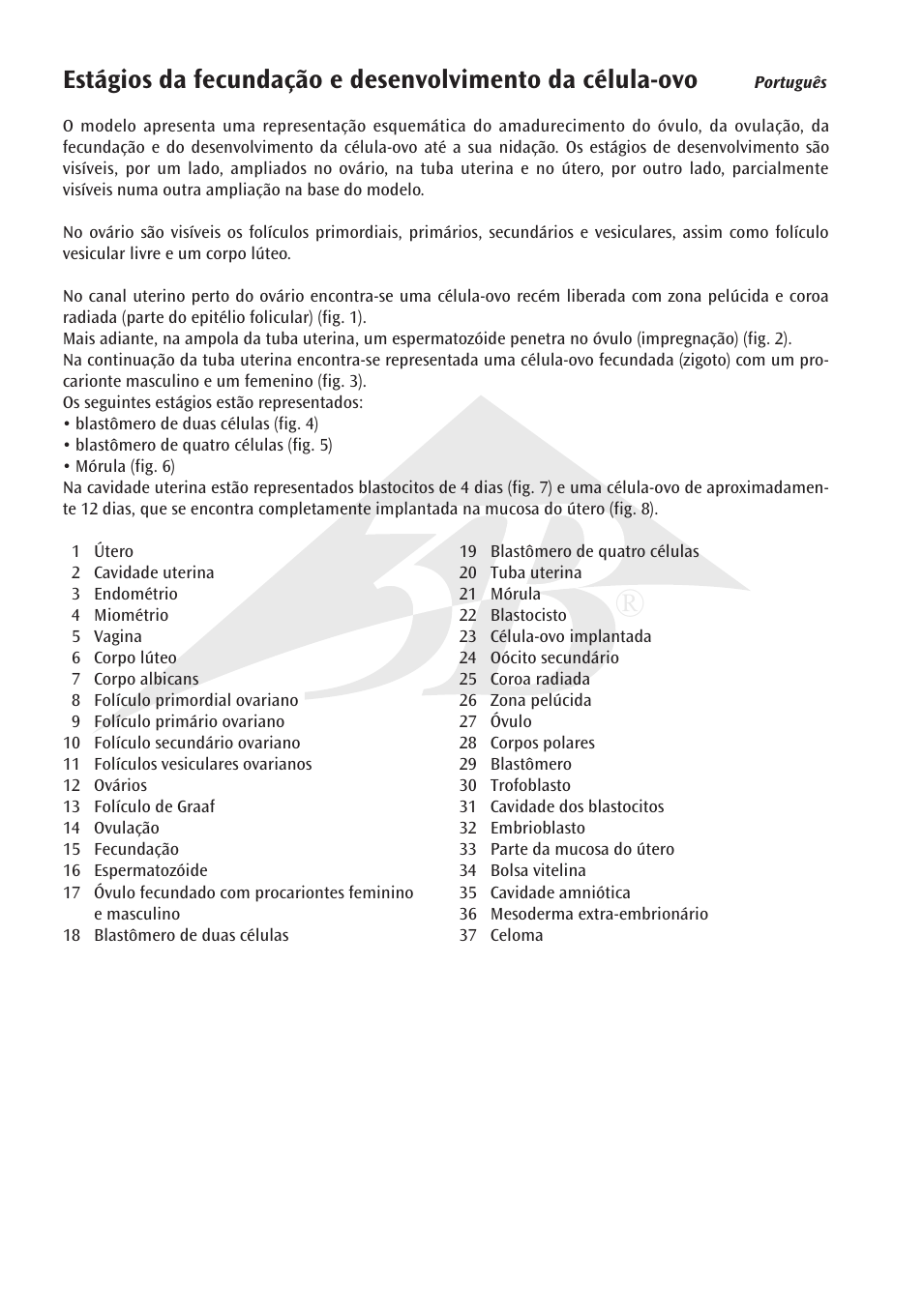 3B Scientific Stages of Fertilization and of the Embryo- 2-times Magnification User Manual | Page 12 / 16