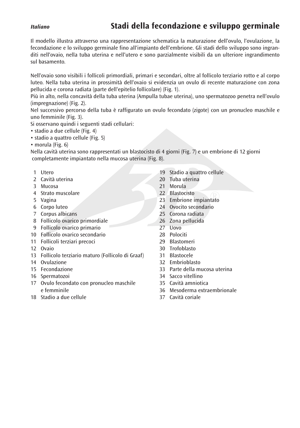 Stadi della fecondazione e sviluppo germinale | 3B Scientific Stages of Fertilization and of the Embryo- 2-times Magnification User Manual | Page 13 / 16