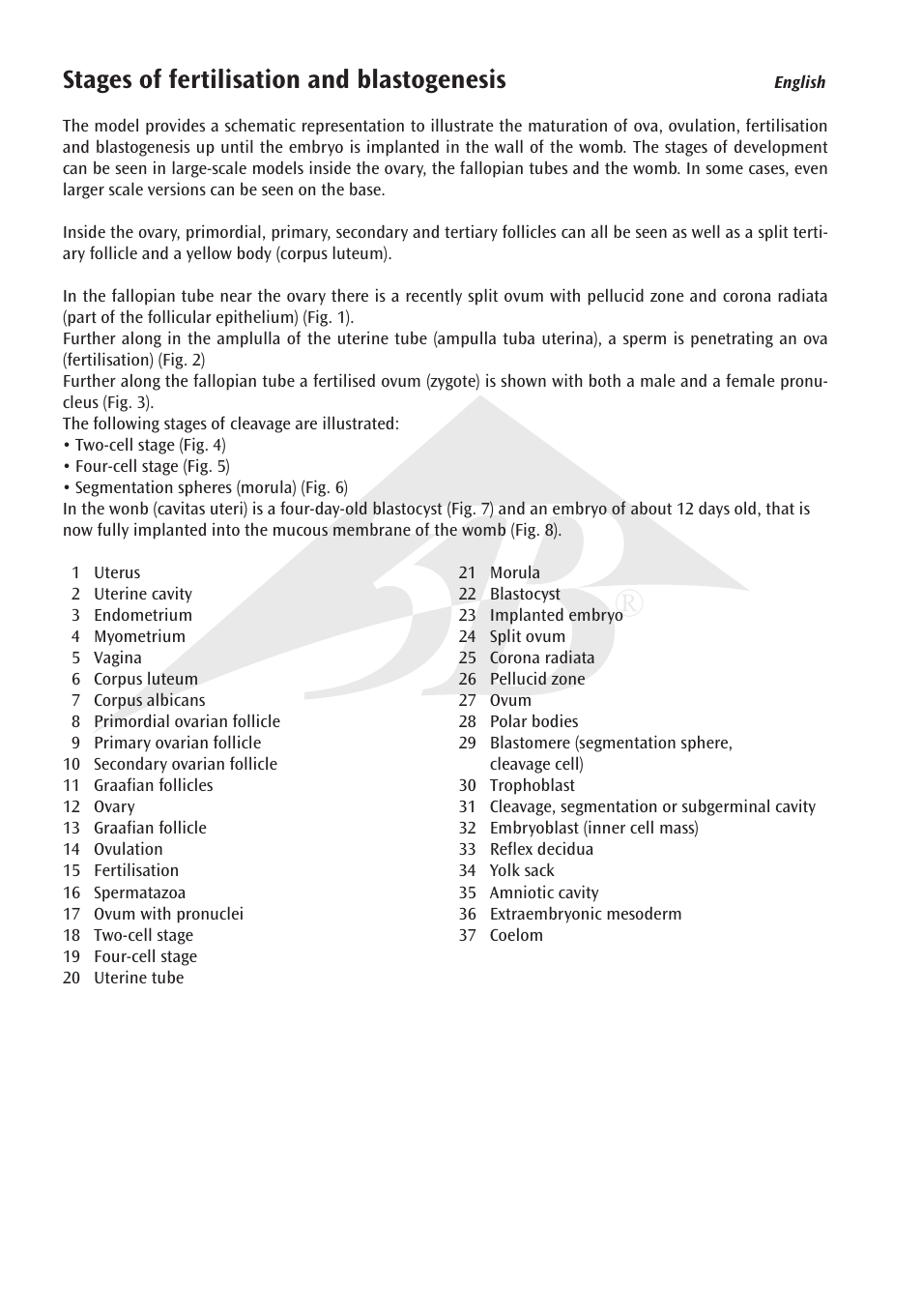 Stages of fertilisation and blastogenesis | 3B Scientific Stages of Fertilization and of the Embryo- 2-times Magnification User Manual | Page 4 / 16