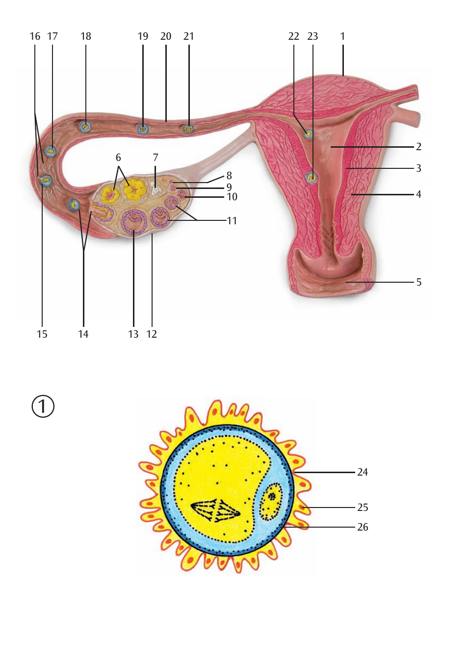 3B Scientific Stages of Fertilization and of the Embryo- 2-times Magnification User Manual | Page 6 / 16
