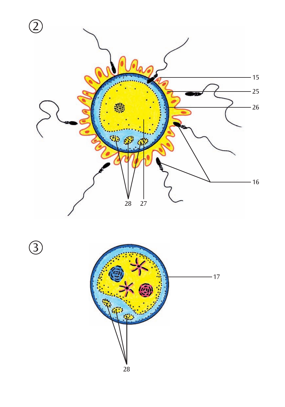 3B Scientific Stages of Fertilization and of the Embryo- 2-times Magnification User Manual | Page 7 / 16