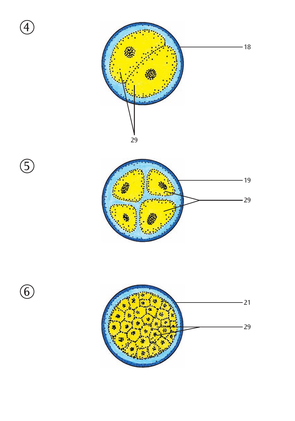 3B Scientific Stages of Fertilization and of the Embryo- 2-times Magnification User Manual | Page 8 / 16