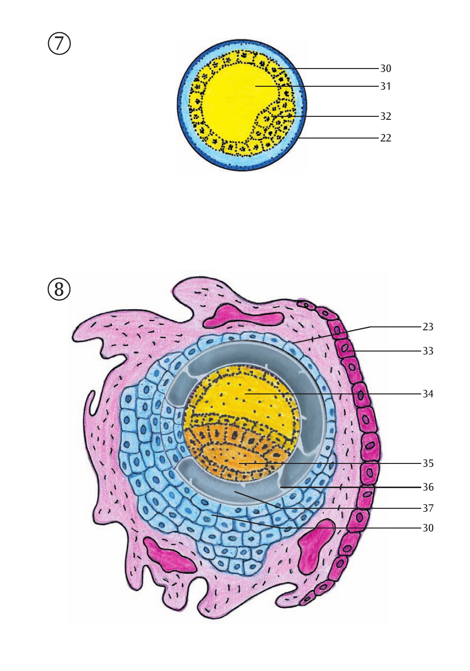 3B Scientific Stages of Fertilization and of the Embryo- 2-times Magnification User Manual | Page 9 / 16