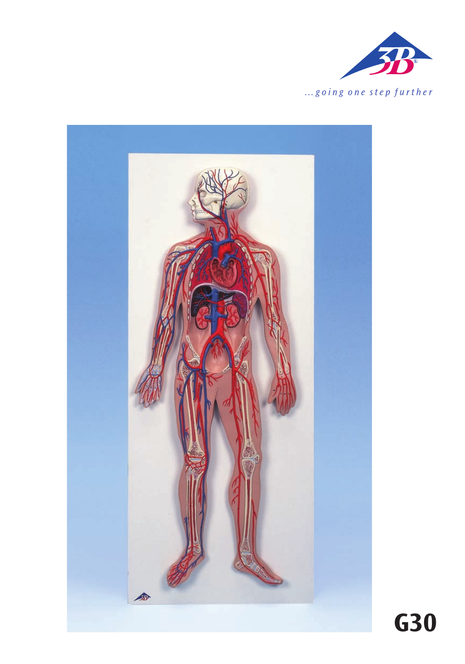 3B Scientific Circulatory System User Manual | 20 pages