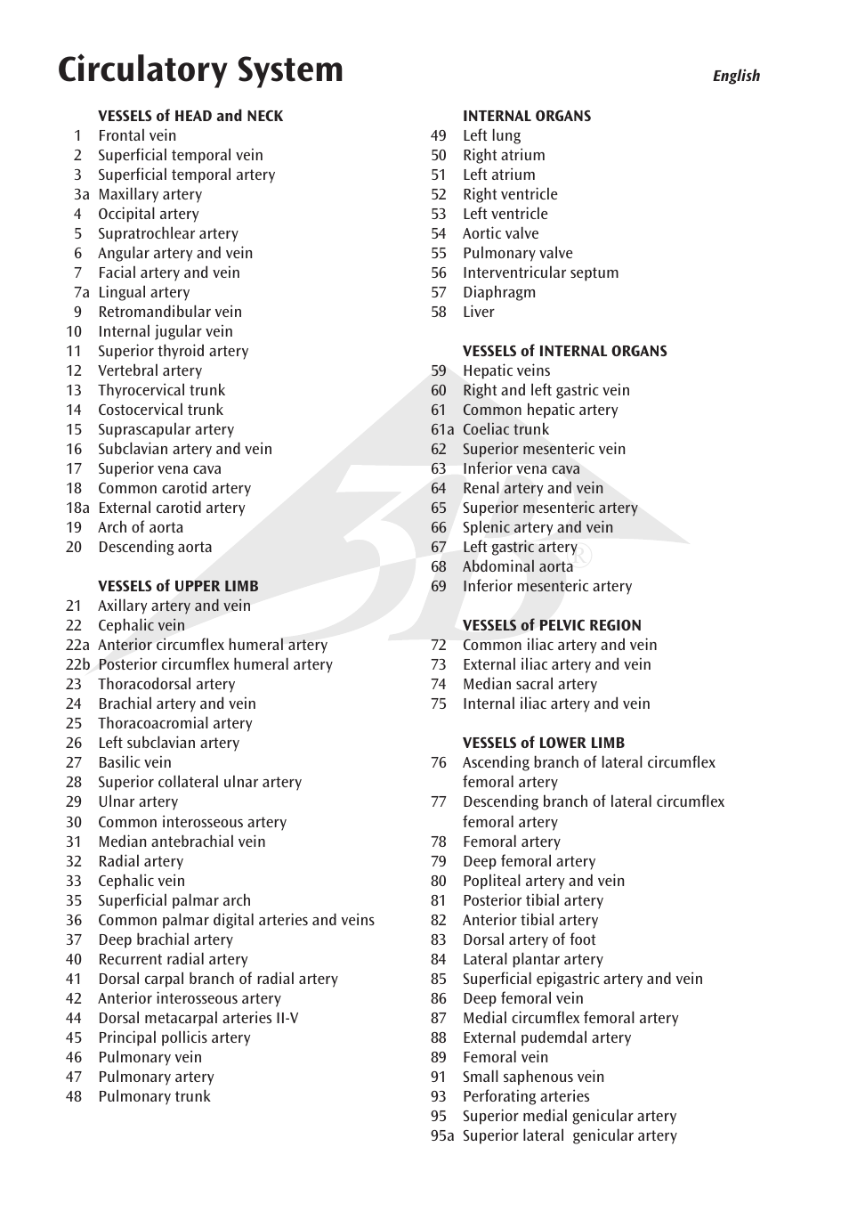 Circulatory system | 3B Scientific Circulatory System User Manual | Page 4 / 20