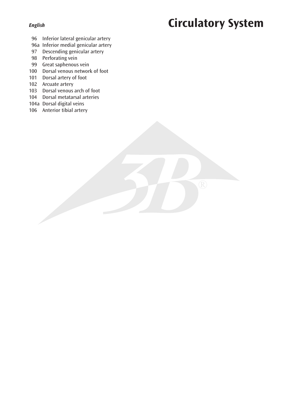 Circulatory system | 3B Scientific Circulatory System User Manual | Page 5 / 20
