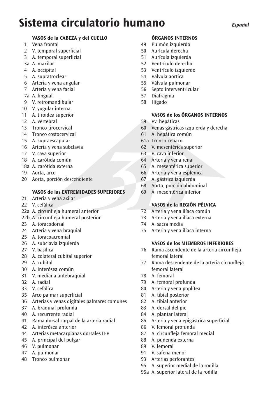 Sistema circulatorio humano | 3B Scientific Circulatory System User Manual | Page 8 / 20