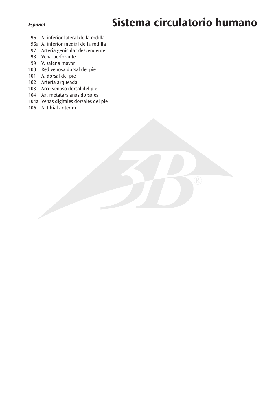 Sistema circulatorio humano | 3B Scientific Circulatory System User Manual | Page 9 / 20