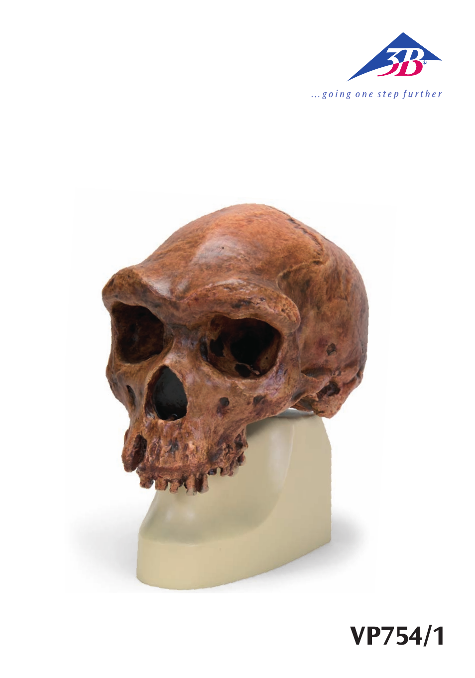 3B Scientific Anthropological Skull Model - Broken Hill or Kabwe User Manual | 16 pages