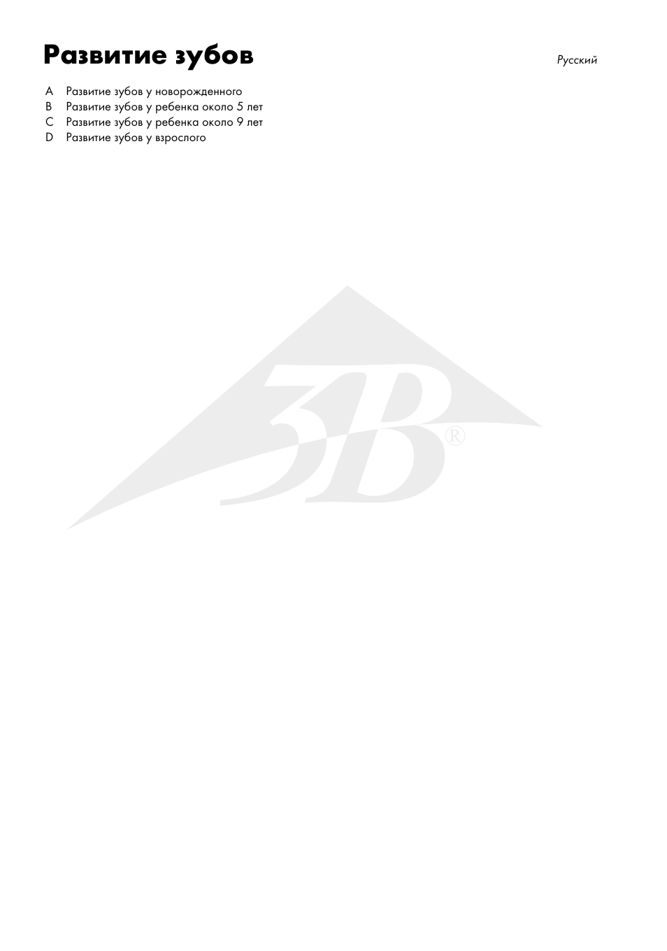 Развитие зубов | 3B Scientific Dentition Development User Manual | Page 10 / 12