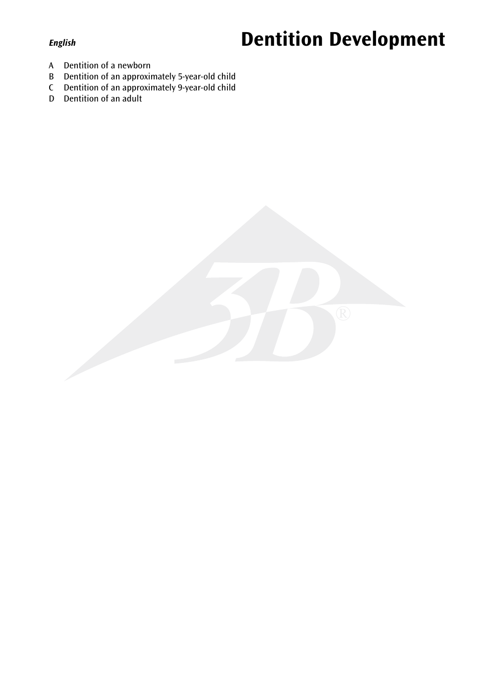 Dentition development | 3B Scientific Dentition Development User Manual | Page 3 / 12
