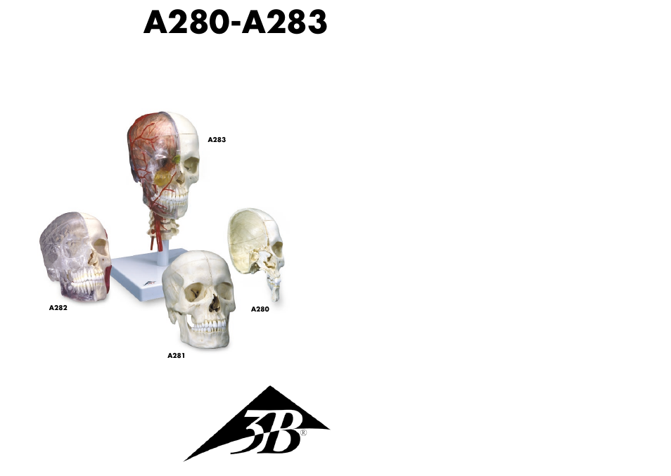 3B Scientific BONElike™ Human Skull Model, Half Transparent & Half Bony- Complete with  Brain and Vertebrae User Manual | 9 pages