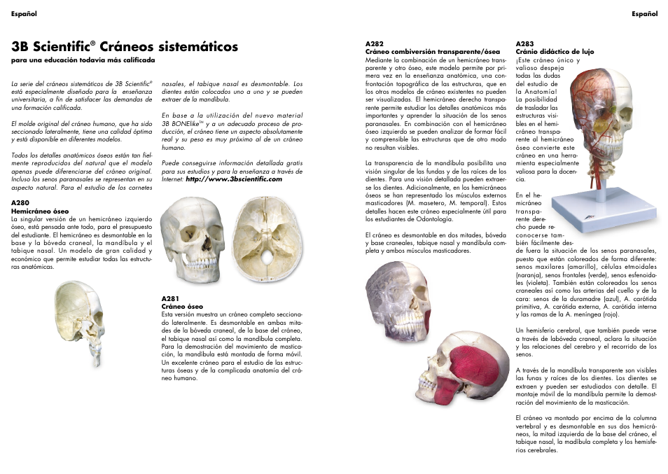 3b scientific, Cráneos sistemáticos | 3B Scientific BONElike™ Human Skull Model, Half Transparent & Half Bony- Complete with  Brain and Vertebrae User Manual | Page 5 / 9