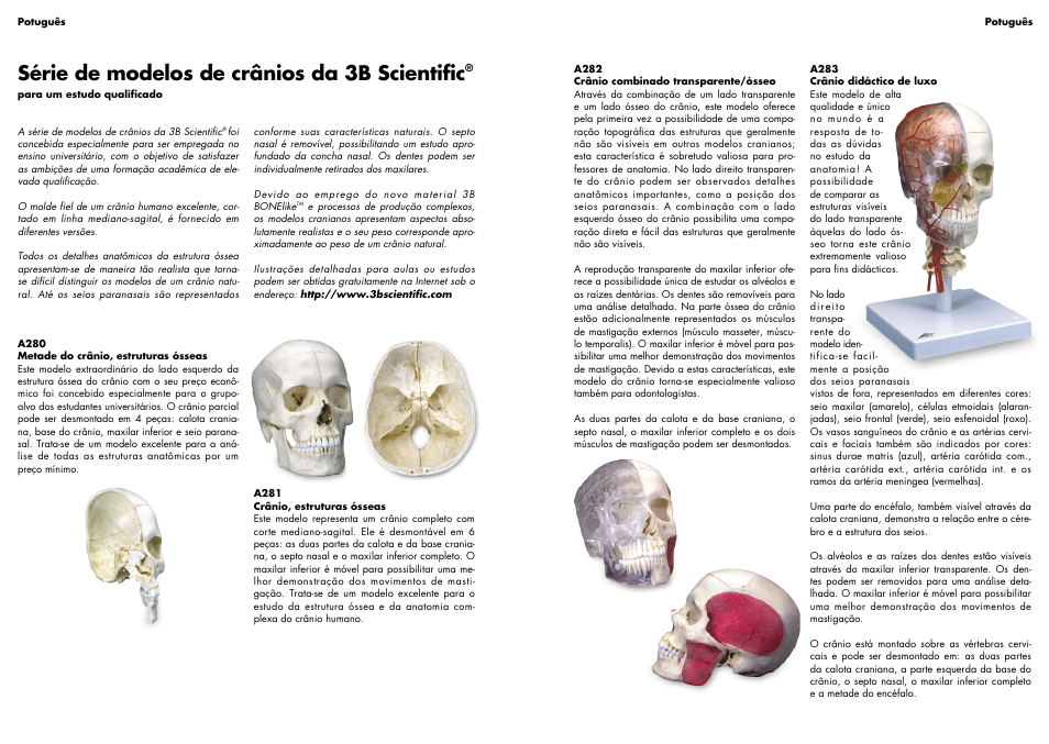 Série de modelos de crânios da 3b scientific | 3B Scientific BONElike™ Human Skull Model, Half Transparent & Half Bony- Complete with  Brain and Vertebrae User Manual | Page 7 / 9