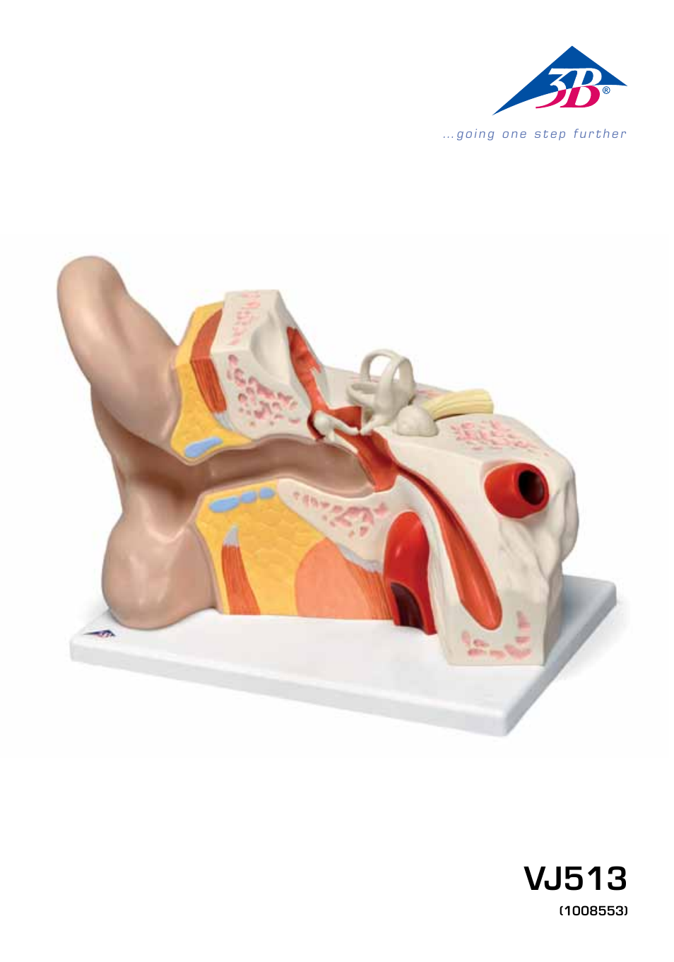 3B Scientific Giant Ear Model, 5 times full-size, 3 part User Manual | 16 pages