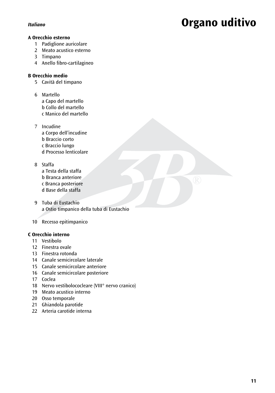 Organo uditivo | 3B Scientific Giant Ear Model, 5 times full-size, 3 part User Manual | Page 11 / 16