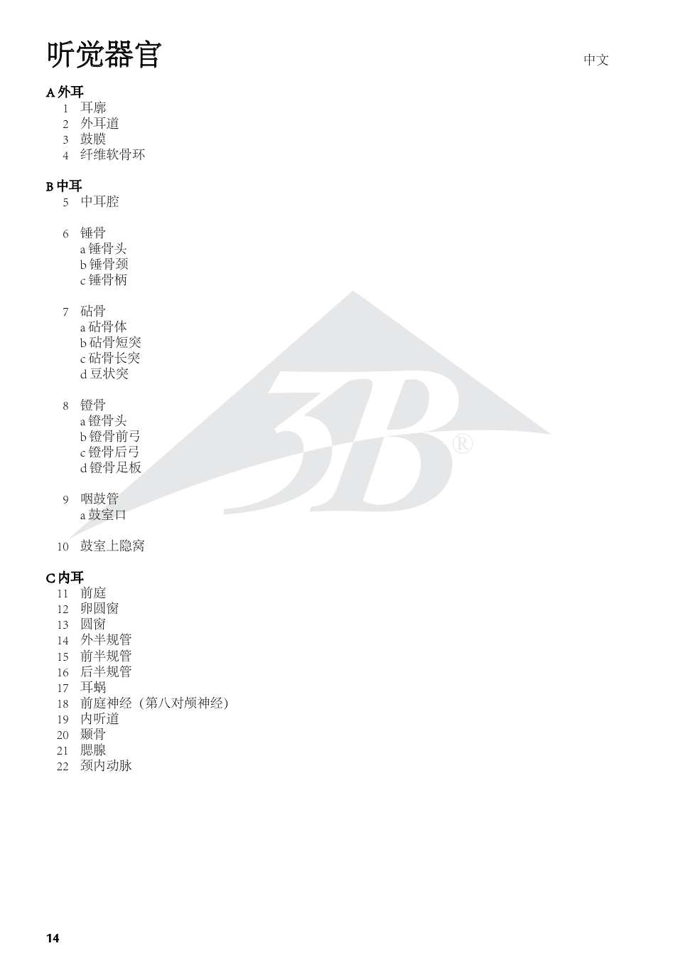 听觉器官 | 3B Scientific Giant Ear Model, 5 times full-size, 3 part User Manual | Page 14 / 16