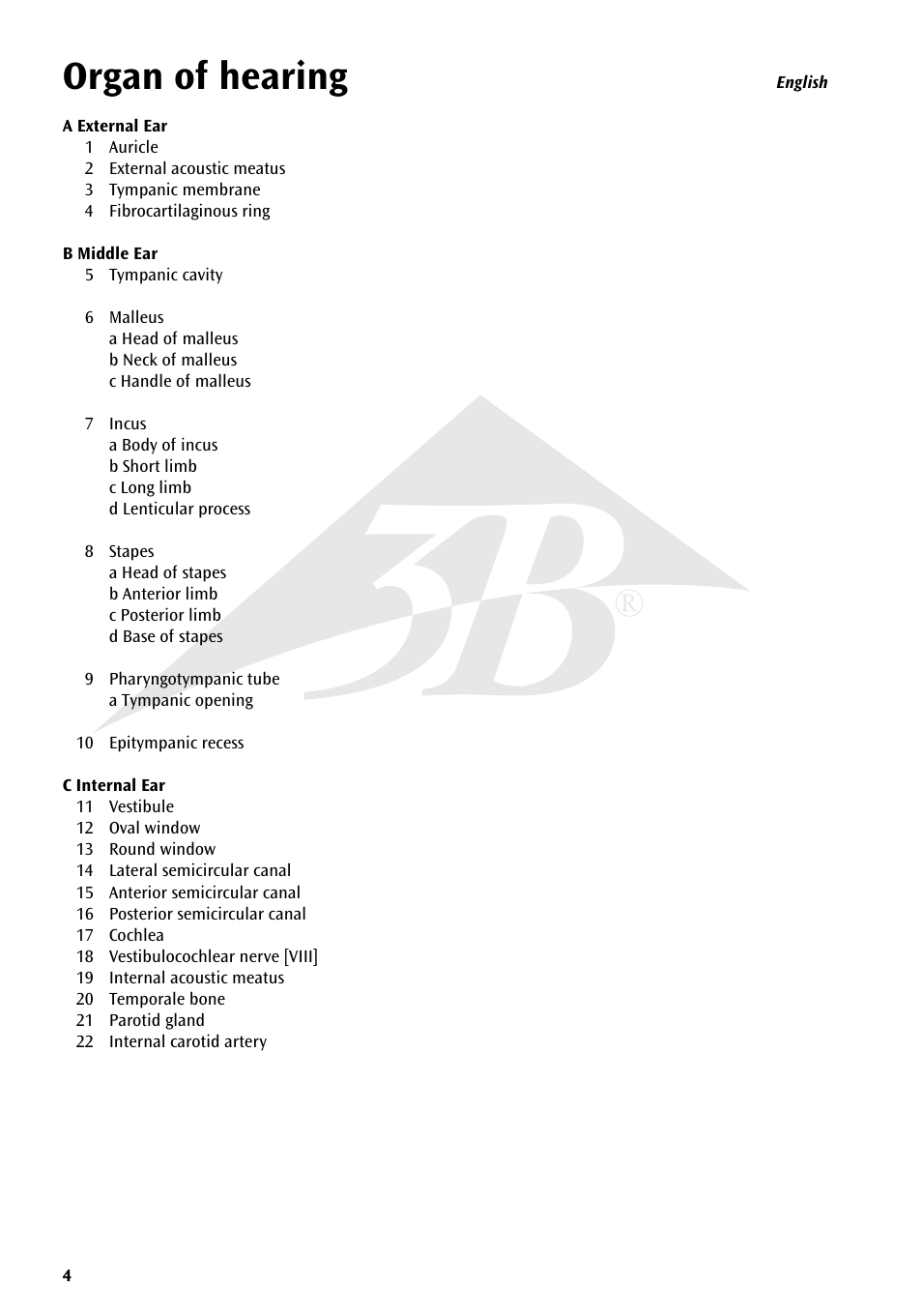 Organ of hearing | 3B Scientific Giant Ear Model, 5 times full-size, 3 part User Manual | Page 4 / 16