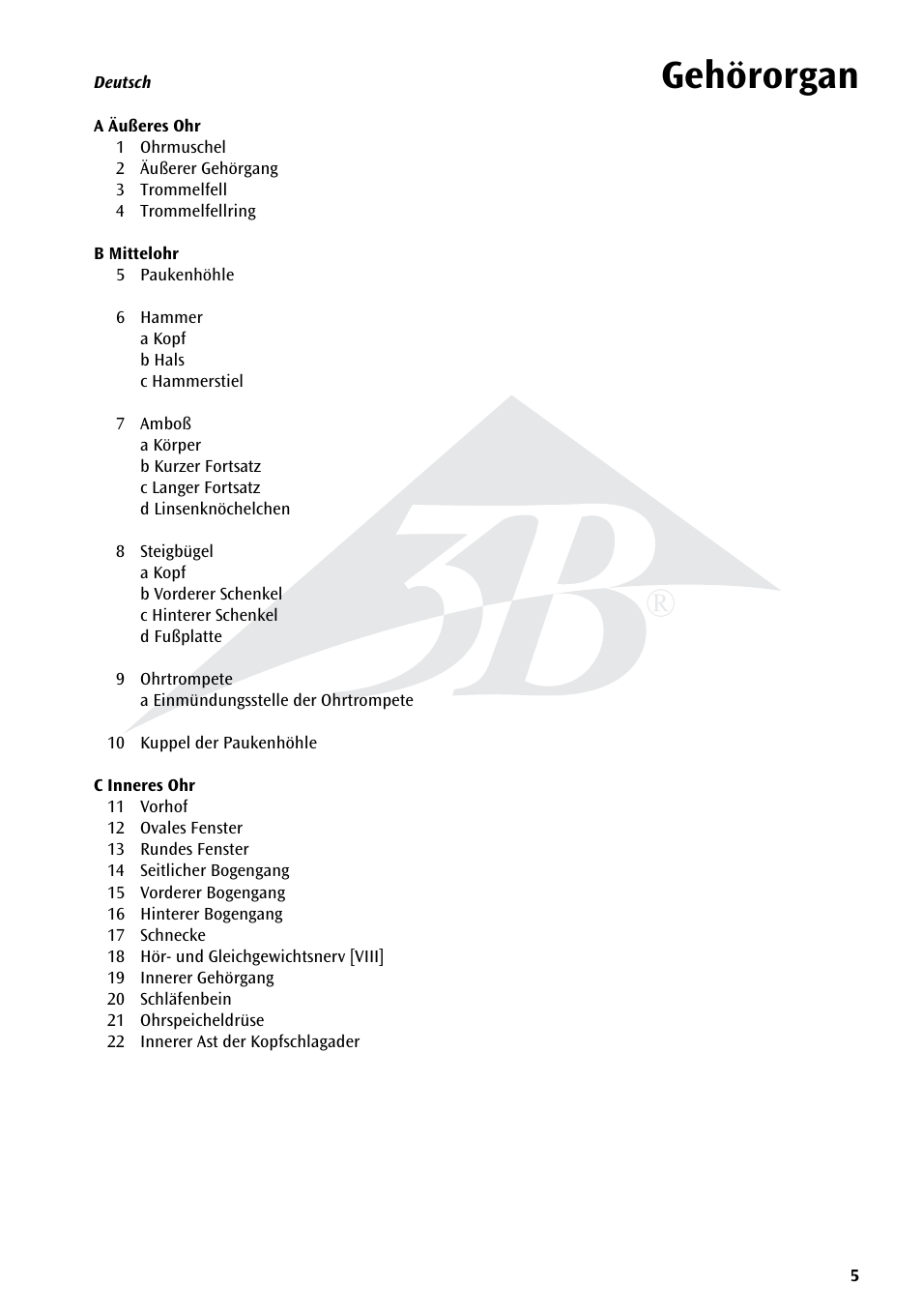 Gehörorgan | 3B Scientific Giant Ear Model, 5 times full-size, 3 part User Manual | Page 5 / 16