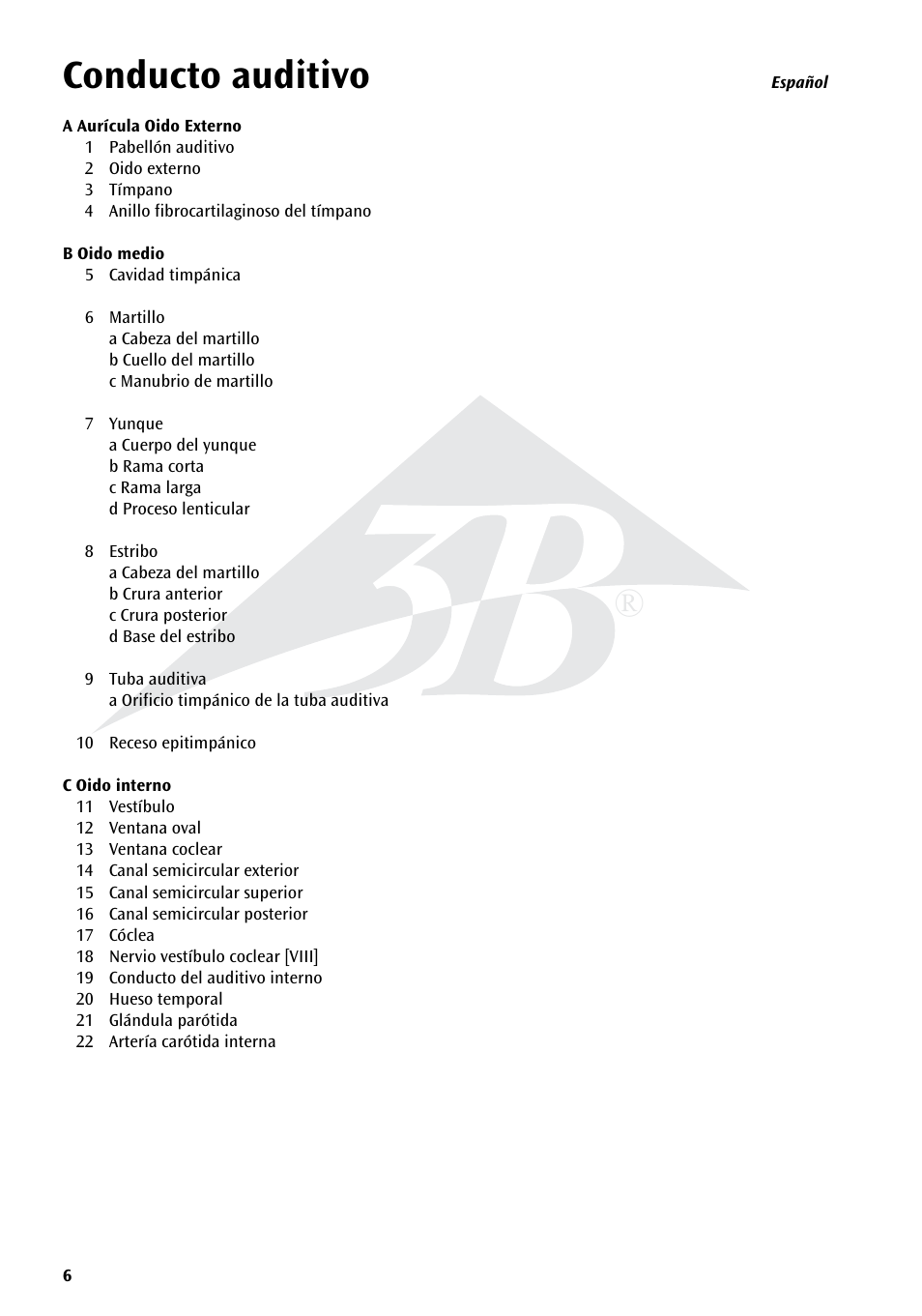 Conducto auditivo | 3B Scientific Giant Ear Model, 5 times full-size, 3 part User Manual | Page 6 / 16