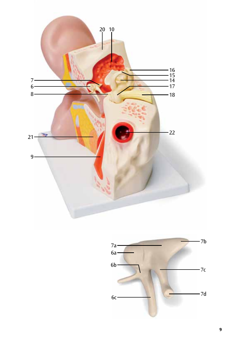 3B Scientific Giant Ear Model, 5 times full-size, 3 part User Manual | Page 9 / 16
