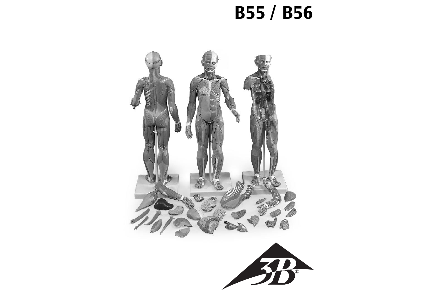3B Scientific 1__2 Life-Size Complete Female Muscular Figure, 21 part User Manual | 23 pages