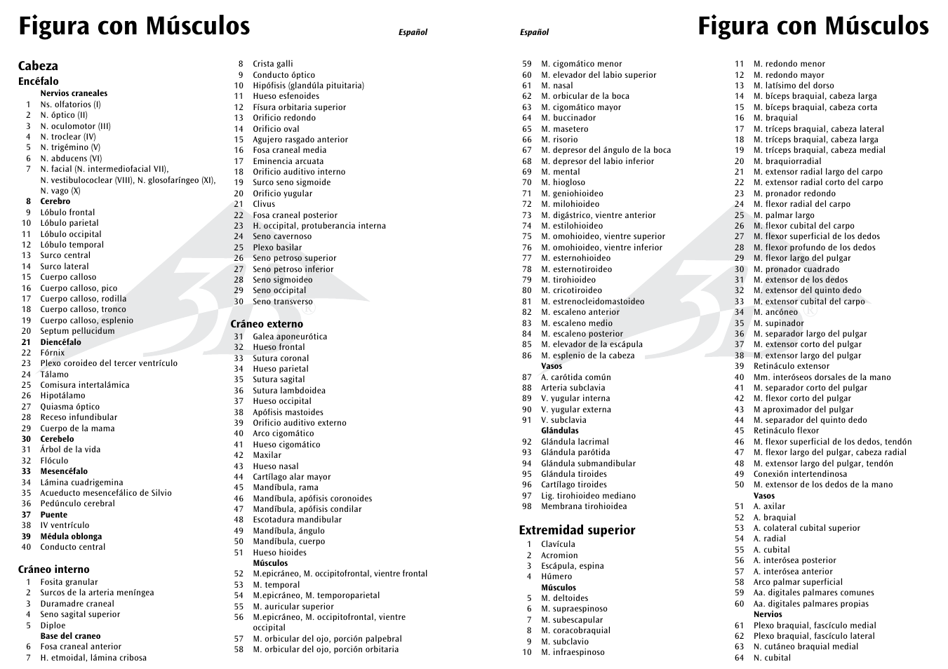 Figura con músculos, Extremidad superior, Cabeza | 3B Scientific 1__2 Life-Size Complete Female Muscular Figure, 21 part User Manual | Page 10 / 23