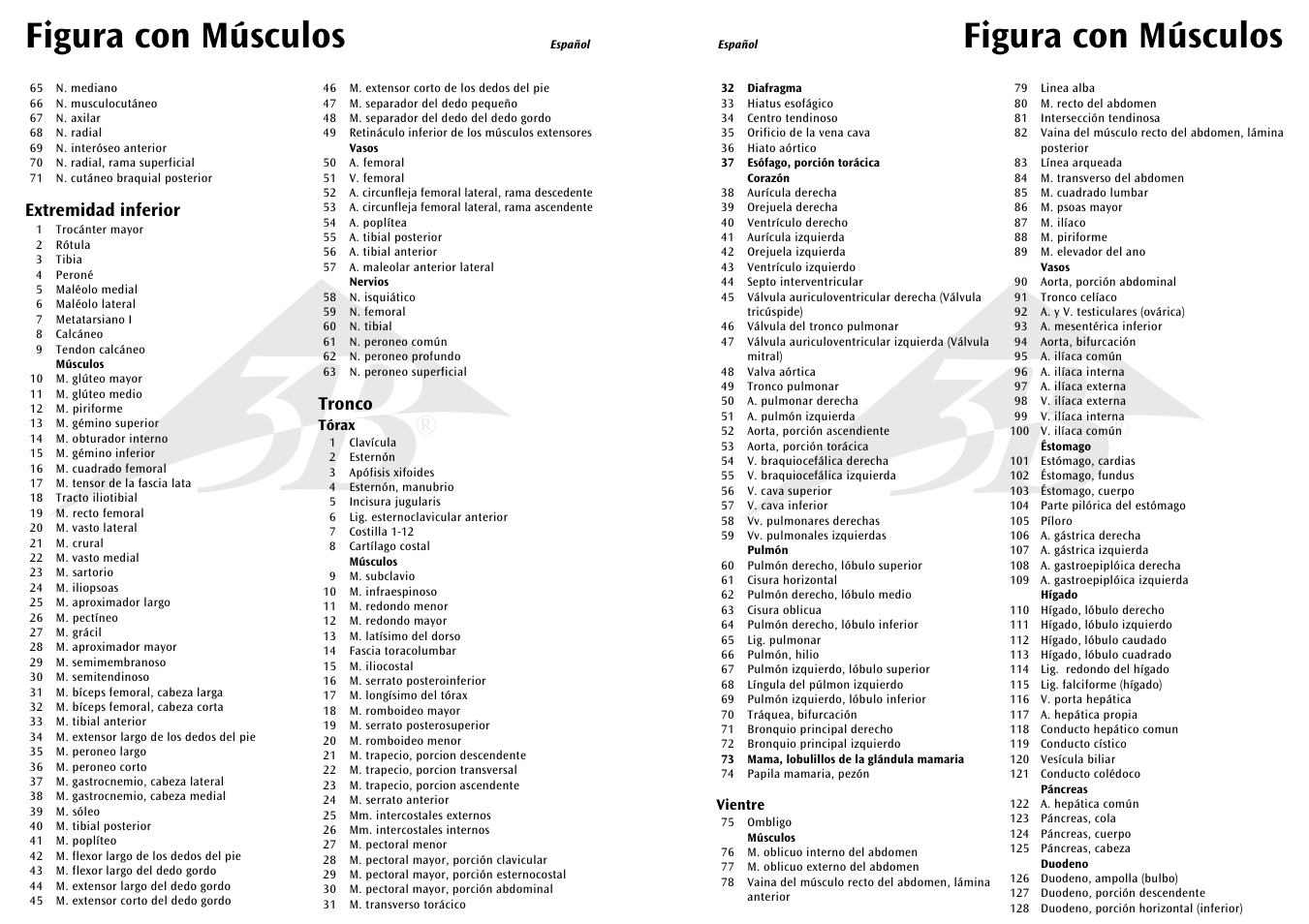 Figura con músculos, Extremidad inferior, Tronco | 3B Scientific 1__2 Life-Size Complete Female Muscular Figure, 21 part User Manual | Page 11 / 23