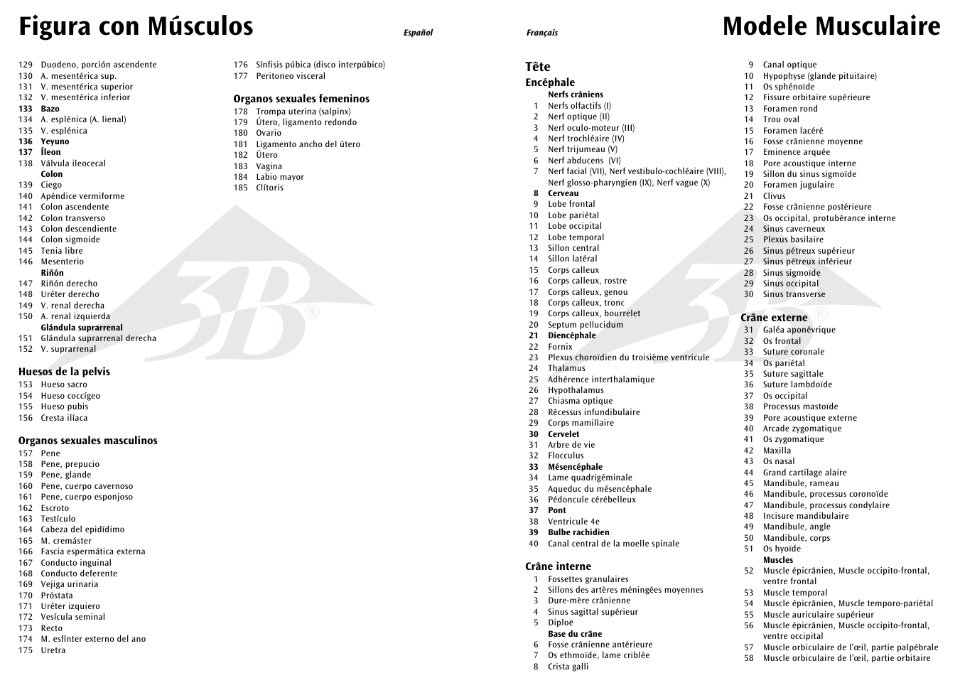 Modele musculaire, Figura con músculos, Tête | 3B Scientific 1__2 Life-Size Complete Female Muscular Figure, 21 part User Manual | Page 12 / 23