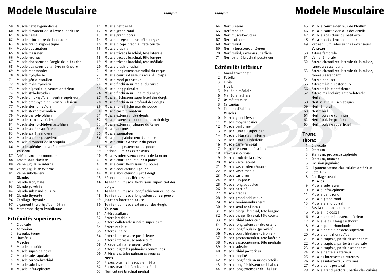 Modele musculaire, Extrémités inférieur, Tronc | Extrémités supérieures | 3B Scientific 1__2 Life-Size Complete Female Muscular Figure, 21 part User Manual | Page 13 / 23