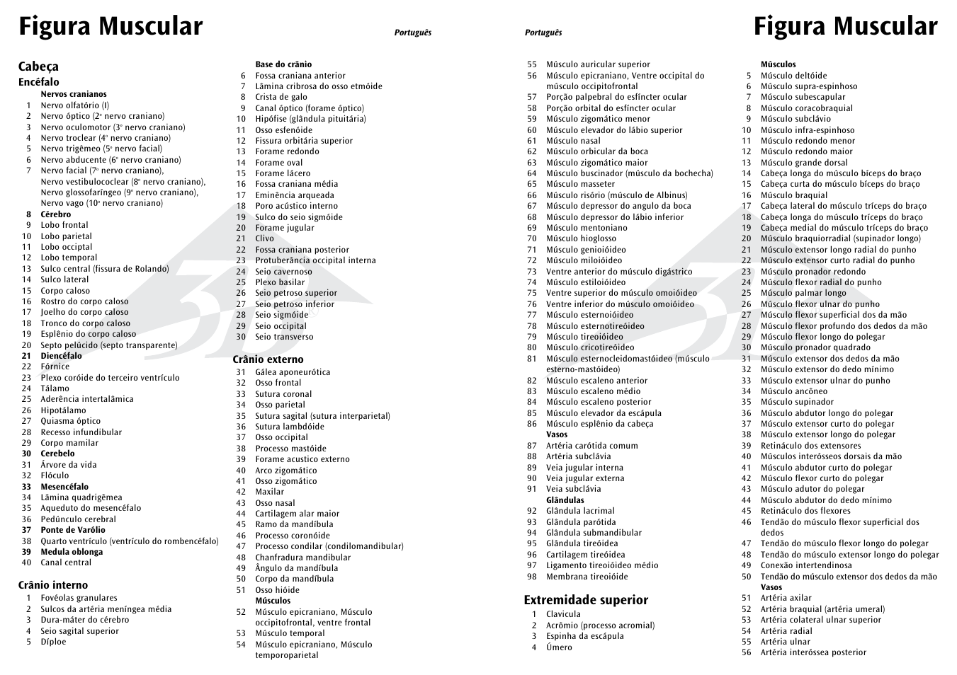 Figura muscular, Extremidade superior, Cabeça | 3B Scientific 1__2 Life-Size Complete Female Muscular Figure, 21 part User Manual | Page 15 / 23