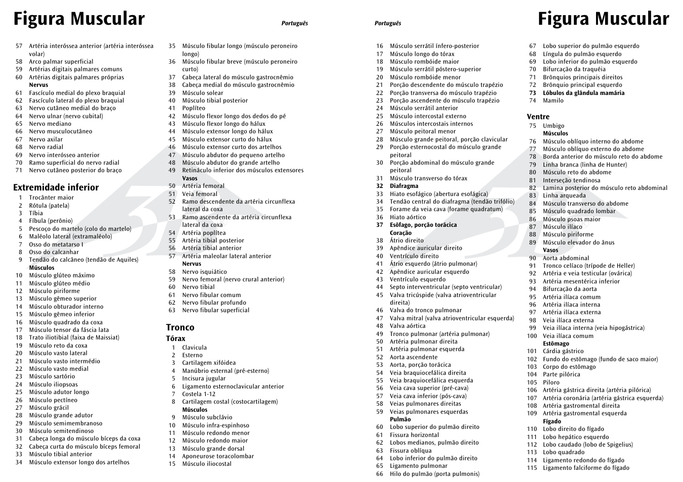 Figura muscular, Extremidade inferior, Tronco | 3B Scientific 1__2 Life-Size Complete Female Muscular Figure, 21 part User Manual | Page 16 / 23