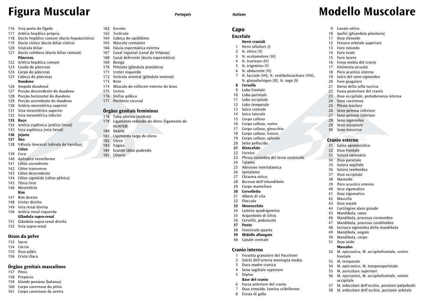 Modello muscolare, Figura muscular, Capo | 3B Scientific 1__2 Life-Size Complete Female Muscular Figure, 21 part User Manual | Page 17 / 23