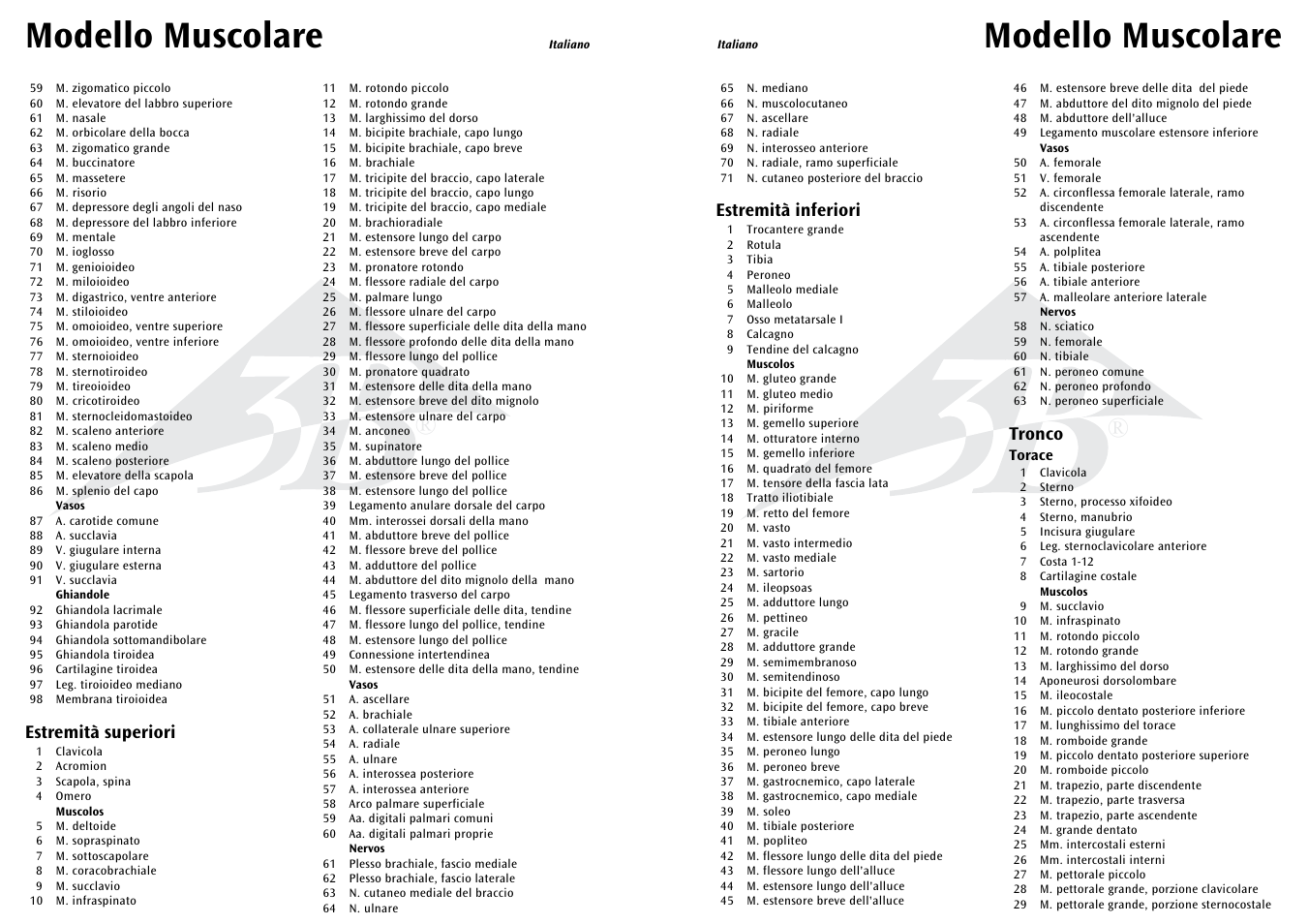 Modello muscolare, Estremità inferiori, Tronco | Estremità superiori | 3B Scientific 1__2 Life-Size Complete Female Muscular Figure, 21 part User Manual | Page 18 / 23