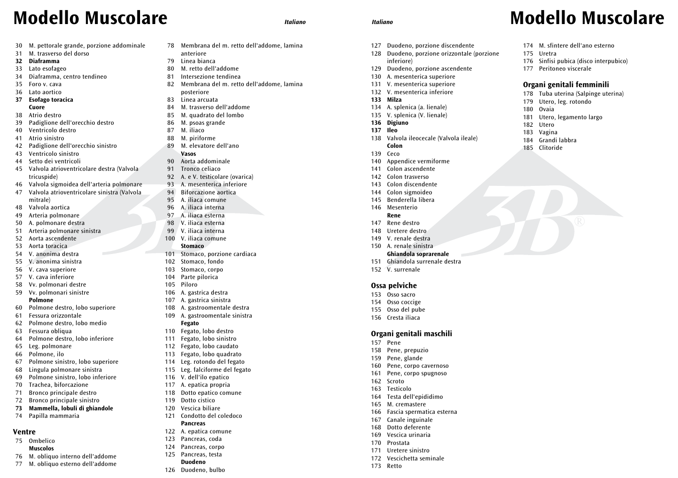 Modello muscolare | 3B Scientific 1__2 Life-Size Complete Female Muscular Figure, 21 part User Manual | Page 19 / 23