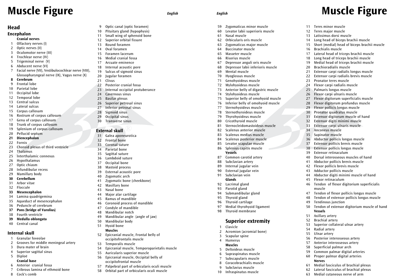 Muscle figure, Head, Superior extremity | 3B Scientific 1__2 Life-Size Complete Female Muscular Figure, 21 part User Manual | Page 5 / 23