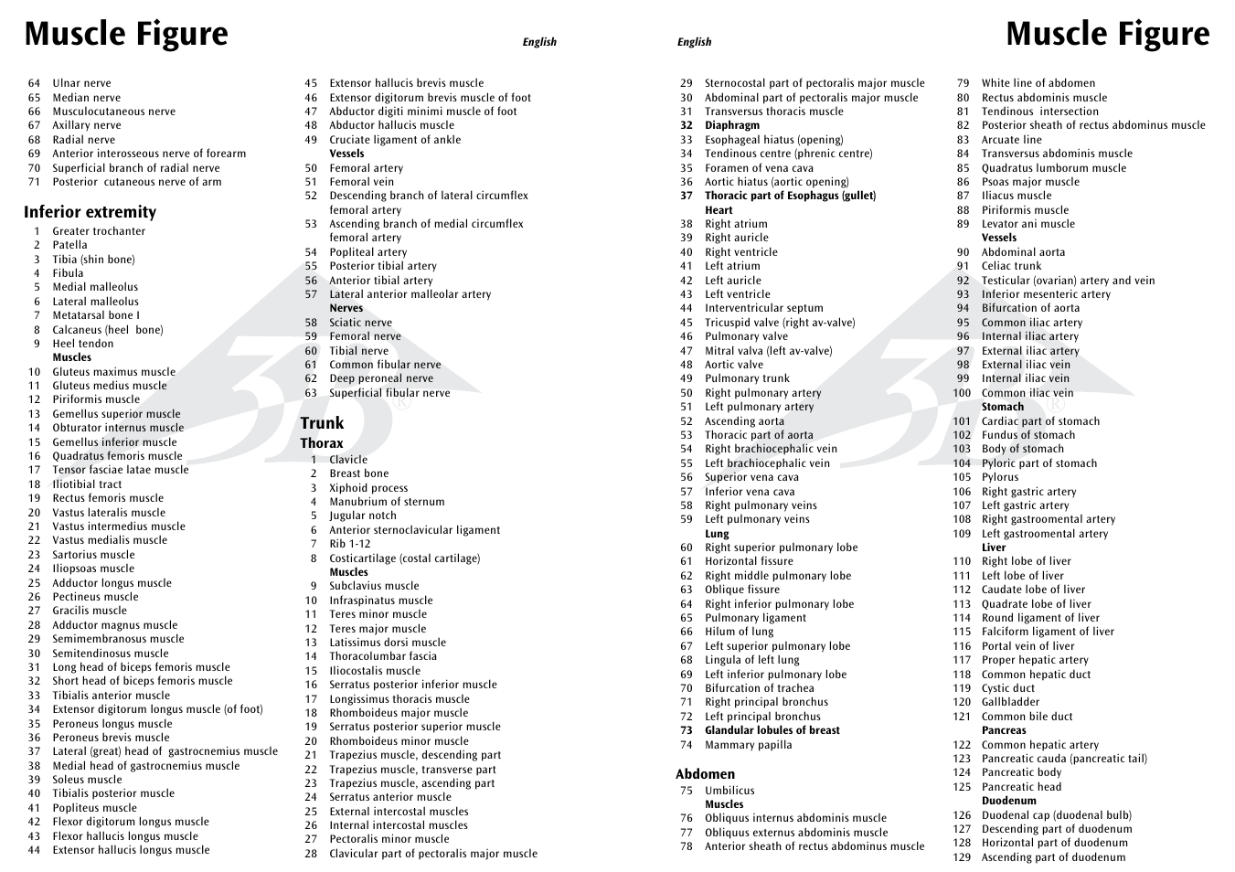 Muscle figure, Inferior extremity, Trunk | 3B Scientific 1__2 Life-Size Complete Female Muscular Figure, 21 part User Manual | Page 6 / 23