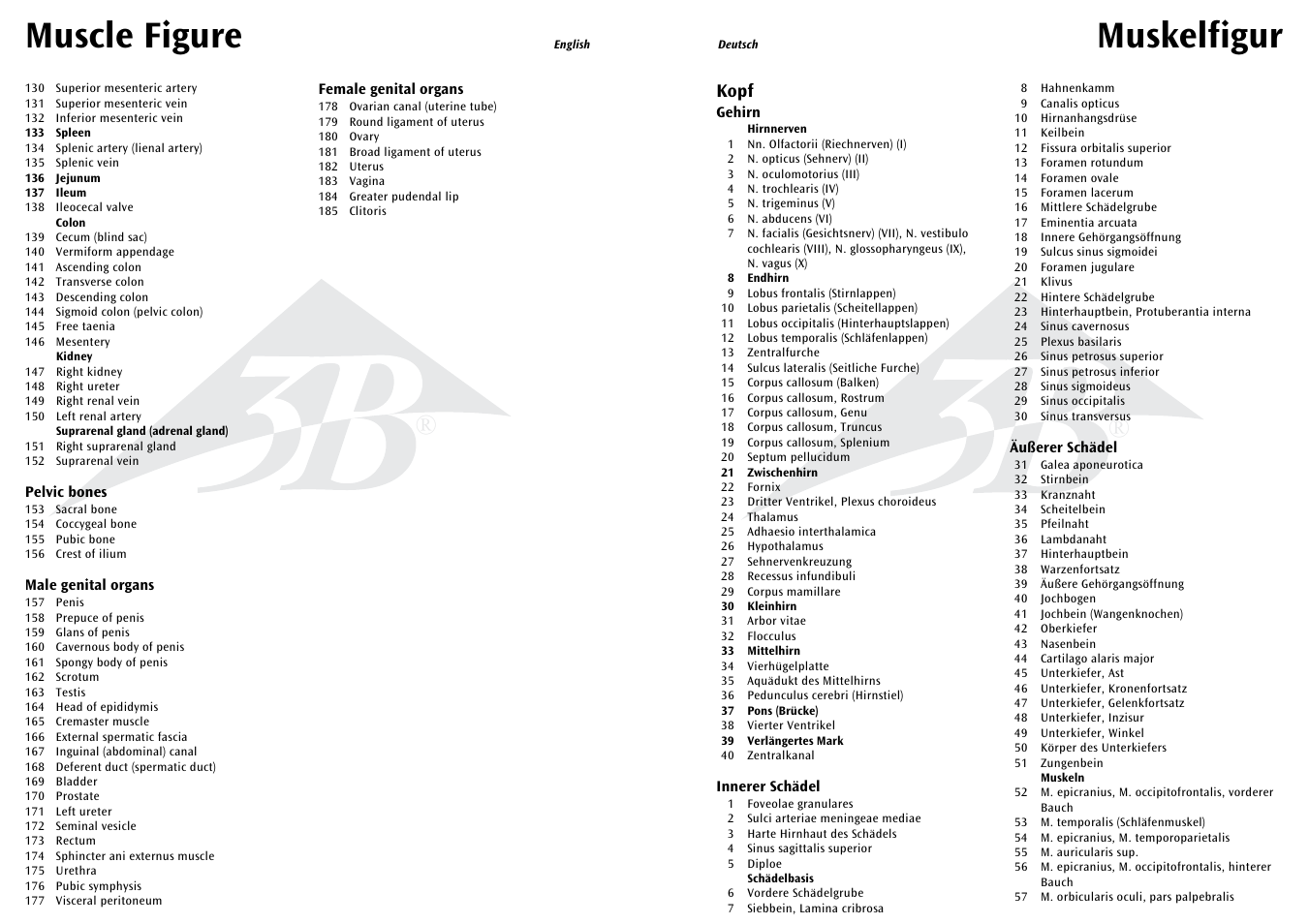 Muskelfigur, Muscle figure, Kopf | 3B Scientific 1__2 Life-Size Complete Female Muscular Figure, 21 part User Manual | Page 7 / 23