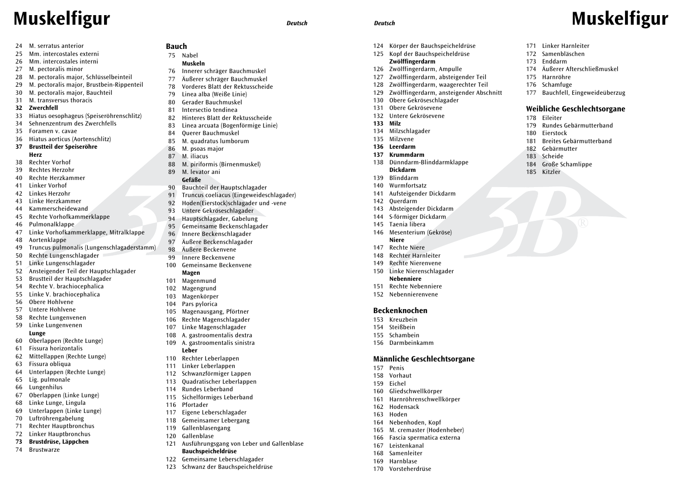 Muskelfigur | 3B Scientific 1__2 Life-Size Complete Female Muscular Figure, 21 part User Manual | Page 9 / 23