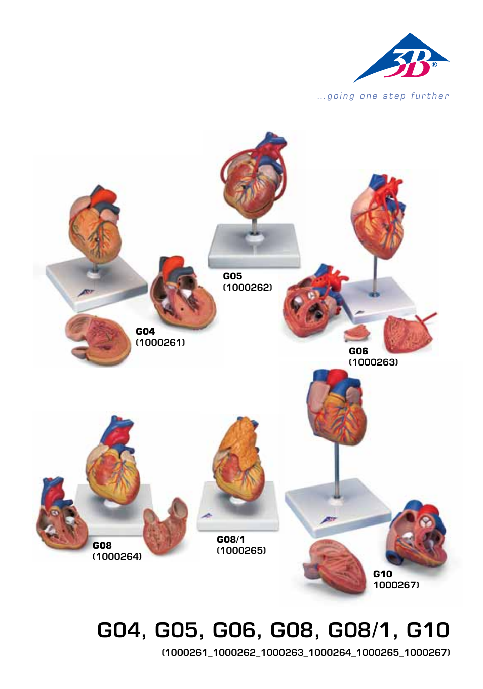 3B Scientific Classic Heart with Bypass, 2 part User Manual | 32 pages