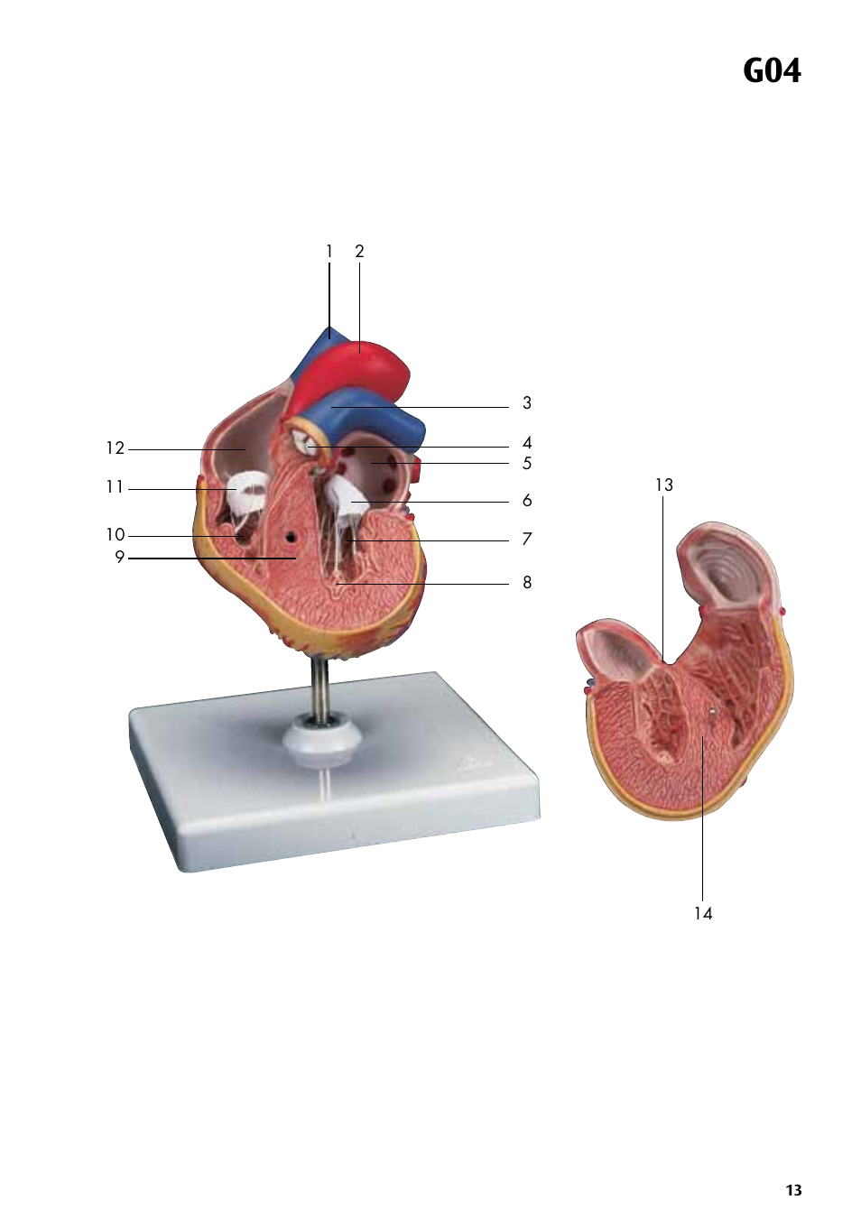 3B Scientific Classic Heart with Bypass, 2 part User Manual | Page 13 / 32