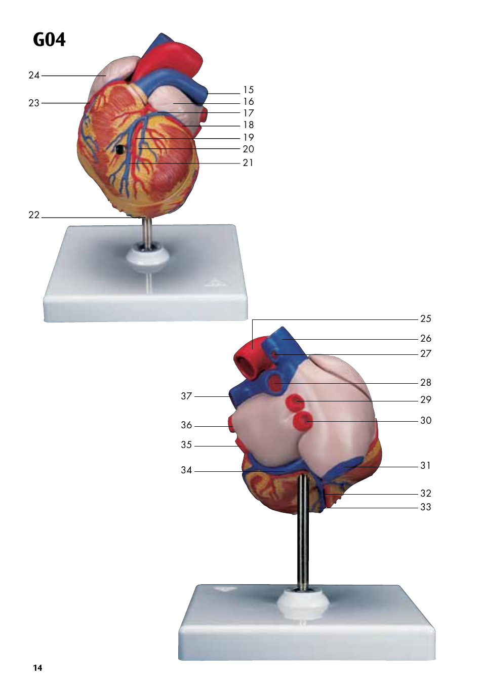 3B Scientific Classic Heart with Bypass, 2 part User Manual | Page 14 / 32