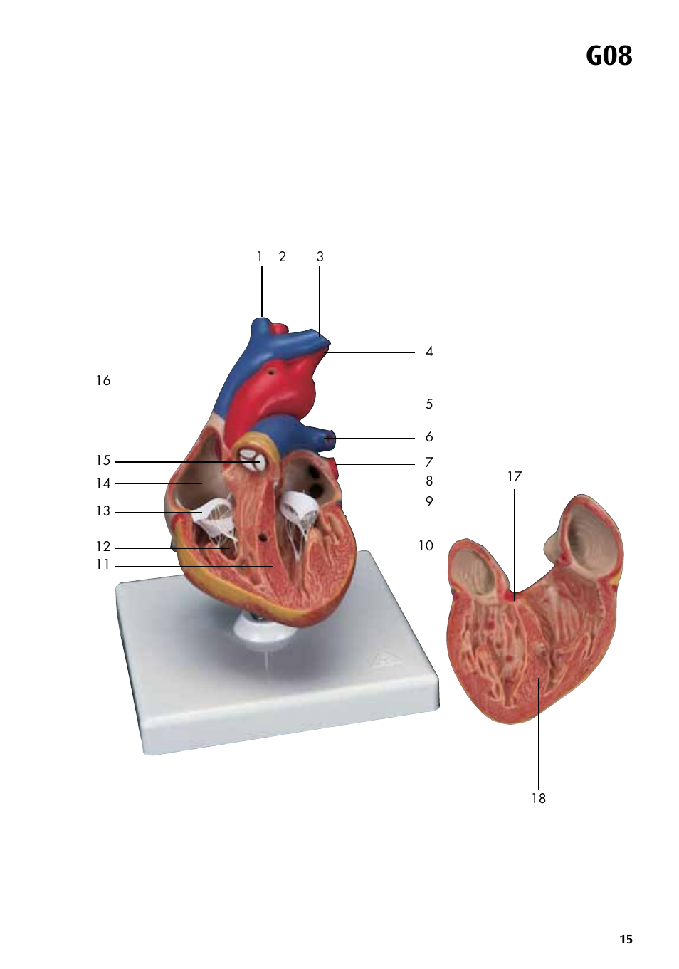 3B Scientific Classic Heart with Bypass, 2 part User Manual | Page 15 / 32